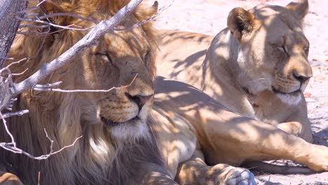 A-pride-of-lions-sits-on-the-savannah-plains-of-Africa-on-safari-in-Etosha-National-Park-Namibia-2