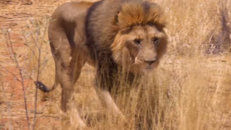 Un-León-Macho-Camina-Sobre-La-Sabana-A-La-Caza-De-Alimentos-En-Namibia-África