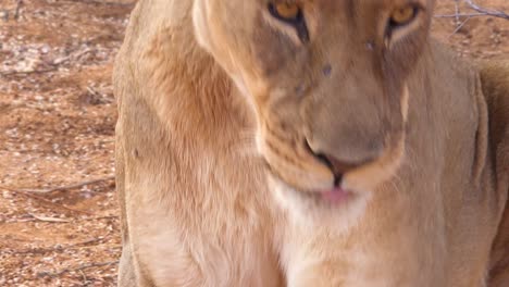 Extreme-close-up-of-a-beautiful-African-female-lion-lying-down-on-the-ground-Namibia