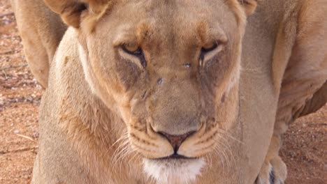 Extreme-close-up-of-a-beautiful-African-female-lion-yawning-and-snarling-in-Namibia