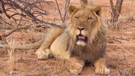 A-proud-male-lion-lies-on-the-ground-in-Etosha-National-Park-Namibia