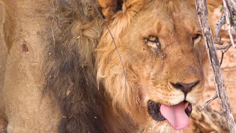 Extreme-close-up-of-a-proud-male-lion-face-in-Etosha-National-Park-Namibia