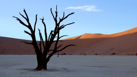 Árboles-Muertos-Siluetas-Al-Amanecer-En-Deadvlei-Y-Sossusvlei-En-Namib-Parque-Nacional-Naukluft-Desierto-De-Namib-Namibia-4