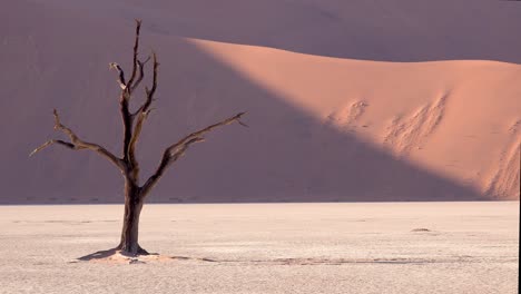 Erstaunliche-Tote-Bäume-Silhouette-Im-Morgengrauen-Bei-Deadvlei-Und-Sossusvlei-In-Namib-Naukluft-Nationalpark-Namib-Wüste-Namibia-6