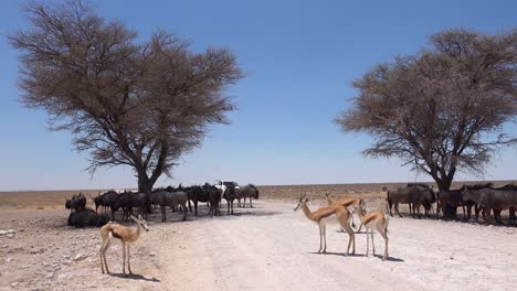 Wildebeest-and-springbok-take-shelter-from-the-midday-sun-under-acacia-trees-as-a-safari-vehicle-approaches-Etosha-National-park-Namibia