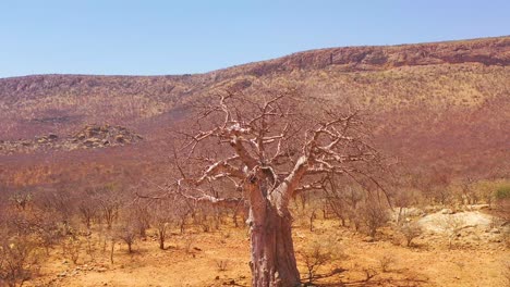 Antena-Alrededor-De-Un-árbol-Baobab-Gigante-En-El-Norte-De-Namibia-O-En-El-Sur-De-Angola
