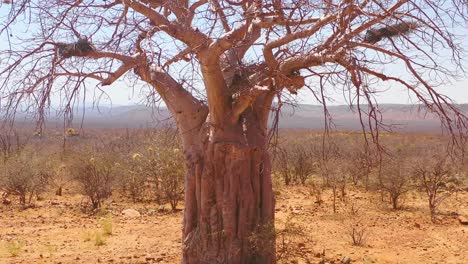 Antena-De-Lento-Aumento-De-Un-árbol-Baobab-Gigante-En-El-Norte-De-Namibia-O-En-El-Sur-De-Angola