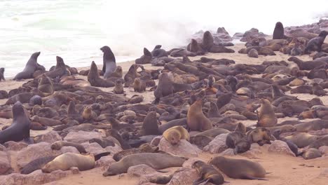 Tausende-Von-Robben-und-Babywelpen-Versammeln-Sich-An-Einem-Atlantikstrand-Im-Cape-Cross-Seal-Reserve-Namibia