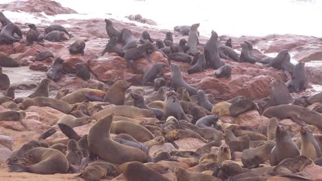 Tausende-Von-Robben-Und-Babywelpen-Versammeln-Sich-An-Einem-Atlantikstrand-Im-Cape-Cross-Seal-Reserve-Namibia-1