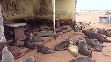 Thousands-of-seals-and-baby-pups-gather-on-an-Atlantic-beach-at-Cape-Cross-Seal-Reserve-Namibia-3