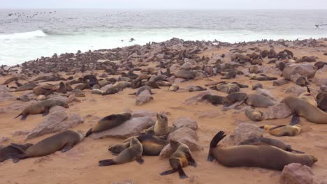 Thousands-of-seals-and-baby-pups-gather-on-an-Atlantic-beach-at-Cape-Cross-Seal-Reserve-Namibia-4