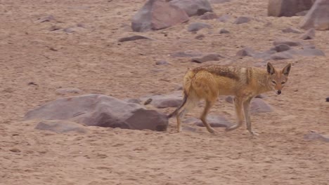 A-jackal-walks-across-a-sandy-expanse-in-Namibia