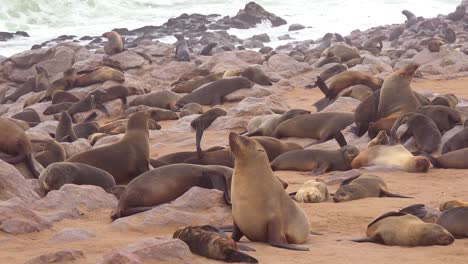 Thousands-of-seals-and-baby-pups-gather-on-an-Atlantic-beach-at-Cape-Cross-Seal-Reserve-Namibia-6