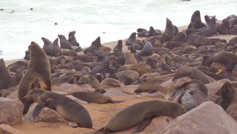 Thousands-of-seals-and-baby-pups-gather-on-an-Atlantic-beach-at-Cape-Cross-Seal-Reserve-Namibia-7