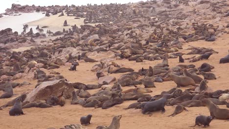 Tausende-Von-Robben-Und-Babywelpen-Versammeln-Sich-An-Einem-Atlantikstrand-Im-Cape-Cross-Seal-Reserve-Namibia-9