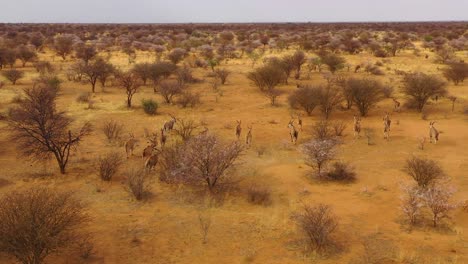 Bemerkenswerte-Luftaufnahme-Von-Eland-Antilopen,-Die-über-Den-Busch-Und-Die-Savanne-Afrikas-In-Der-Nähe-Von-Erindi-Namibia-Laufen