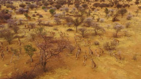 Bemerkenswerte-Luftaufnahme-Von-Eland-Antilopen,-Die-Durch-Den-Busch-Und-Die-Savanne-Afrikas-In-Der-Nähe-Von-Erindi-Namibia-Wandern