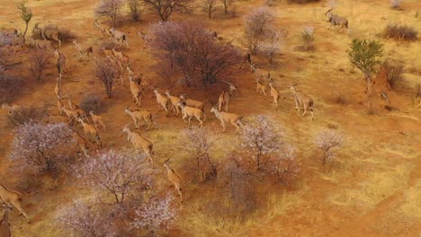 Bemerkenswerte-Luftaufnahme-Von-Eland-Antilopen,-Die-Durch-Den-Busch-Und-Die-Savanne-Afrikas-In-Der-Nähe-Von-Erindi-Namibia-Wandern-1