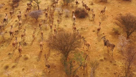 Bemerkenswerte-Luftaufnahme-Von-Eland-Antilopen,-Die-Durch-Den-Busch-Und-Die-Savanne-Afrikas-In-Der-Nähe-Von-Erindi-Namibia-Wandern-2