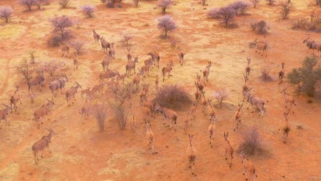Bemerkenswerte-Luftaufnahme-Von-Eland-Antilopen,-Die-Durch-Den-Busch-Und-Die-Savanne-Afrikas-In-Der-Nähe-Von-Erindi-Namibia-Wandern-3