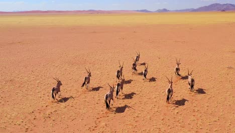 Erstaunliche-Antenne-über-Herde-Von-Oryx-Antilopen-Wildtieren,-Die-Schnell-über-Die-Leere-Savanne-Und-Die-Ebenen-Afrikas-In-Der-Nähe-Der-Namib-Wüste-Namibias-Laufen-4