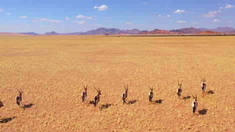 Erstaunliche-Antenne-über-Herde-Von-Oryx-Antilopen-Wildtieren,-Die-Schnell-über-Die-Leere-Savanne-Und-Die-Ebenen-Afrikas-In-Der-Nähe-Der-Namib-Wüste-Namibias-Laufen-6