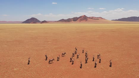 Antena-Sobre-Manada-De-Antílopes-Oryx-Vida-Silvestre-Caminando-A-Través-De-La-Sabana-Vacía-Y-Seca-Y-Las-Llanuras-De-África,-Cerca-Del-Desierto-De-Namib,-Namibia-2