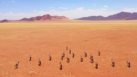 Antenne-über-Herde-Von-Oryx-Antilopen-Wildtieren,-Die-über-Trockene,-Leere-Savanne-Und-Ebenen-Afrikas-In-Der-Nähe-Der-Namib-Wüste-Namibias-Laufen-3