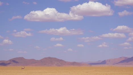 Un-Solitario-Antílope-Oryx-Camina-Por-El-Desierto-De-Namib-En-Namibia-1