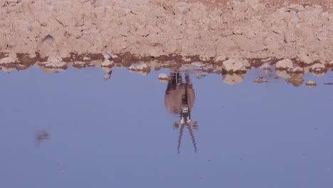 A-solo-oryx-antelope-is-reflected-in-a-watering-hole-at-Etosha-National-Park-Namibia