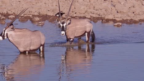 Zwei-Oryx-Antilopen-Trinken-An-Einer-Wasserstelle-Im-Etosha-Nationalpark-Namibia