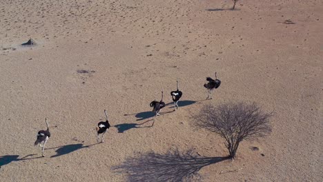 Antenne-über-Strauße,-Die-In-Einer-Gruppe-In-Namibia-Laufen
