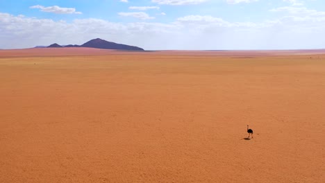 Vista-Aérea-as-a-very-lonely-ostrich-walks-on-the-plains-of-Africa-in-the-Namib-desert-Namibia-2