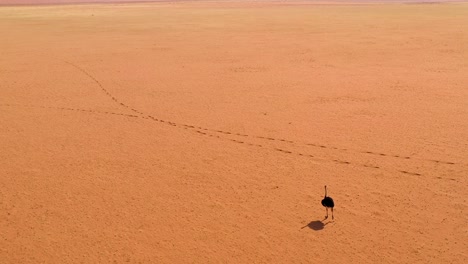 Antena-Como-Un-Avestruz-Muy-Solitario-Camina-Sobre-Las-Llanuras-De-África-En-El-Desierto-De-Namib-Namibia-4