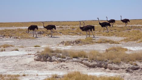 A-group-of-ostriches-walk-across-Etosha-National-Park-Namibia