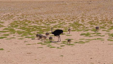 Ein-Muttervogel-Strauß-Und-Ihre-Babys-Laufen-In-Der-Wüste