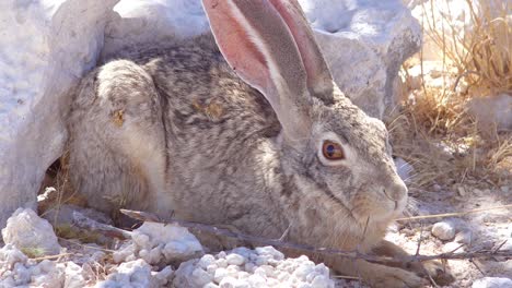 An-alert-African-scrub-hare-rabbit-with-very-large-ears-sits-on-the-ground