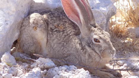 An-alert-African-scrub-hare-rabbit-with-very-large-ears-sits-on-the-ground-1