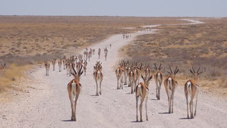 Springbok-gazelle-antelope-walk-along-a-dirt-road-and-across-the-African-savannah-in-Etosha-National-Park-Namibia