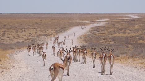 Springbok-gazelle-antelope-walk-along-a-dirt-road-and-across-the-African-savannah-in-Etosha-National-Park-Namibia-1
