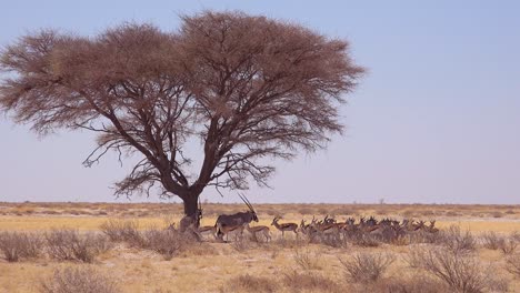 Springbok-gazelle-antelope-sit-in-the-shade-under-a-tree-in-the-dry-hot-drought-stricken-desert-in-Etosha-National-Park-Namibia