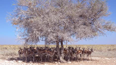 Springbok-gazelle-antelope-sit-in-the-shade-under-a-tree-in-the-dry-hot-drought-stricken-desert-in-Etosha-National-Park-Namibia-1