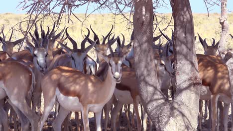 Springbok-gazelle-antelope-sit-in-the-shade-under-a-tree-in-the-dry-hot-drought-stricken-desert-in-Etosha-National-Park-Namibia-2