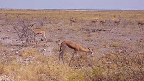 Springbok-gazelle-antelope-walk-across-the-African-savannah-in-Etosha-National-Park-Namibia