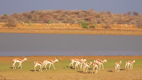 Springbok-gazelle-antelope-walk-near-a-watering-hole-in-Erindi-Park-Namibia-1