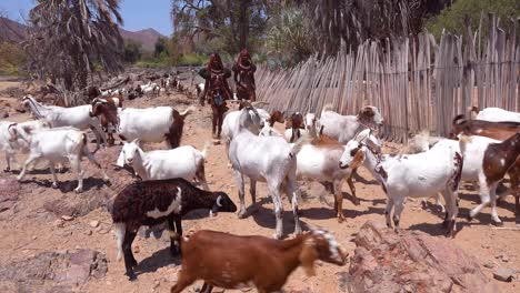 Zwei-Himba-Stammesfrauen-In-Voller-Tracht-Treiben-Ziegen-Durch-Ein-Dorf-In-Namibia