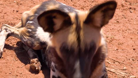 Rare-and-endangered-African-wild-dogs-roam-the-savannah-in-Namibia-Africa-3