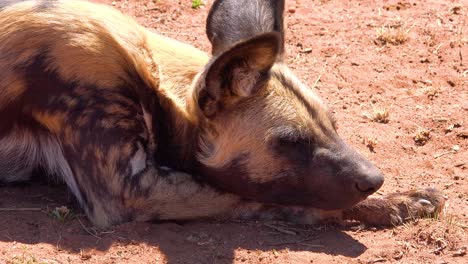 Perros-Salvajes-Africanos-Raros-Y-En-Peligro-De-Extinción-Deambulan-Por-La-Sabana-En-Namibia-áfrica-6