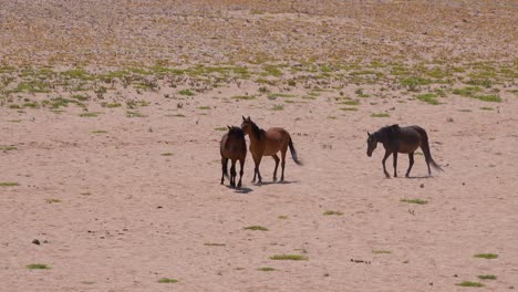 Wild-and-endangered-horses-walk-across-the-Namib-Desert-in-Namibia-Africa