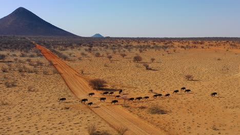 Drohnenantenne-Von-Schwarzen-Gnus,-Die-Auf-Den-Ebenen-Afrikas-Namib-Wüste-Namibia-Laufen-Running